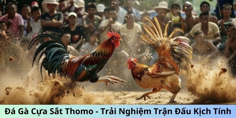 Hai loại hình đá gà Thomo được nhiều người yêu thích