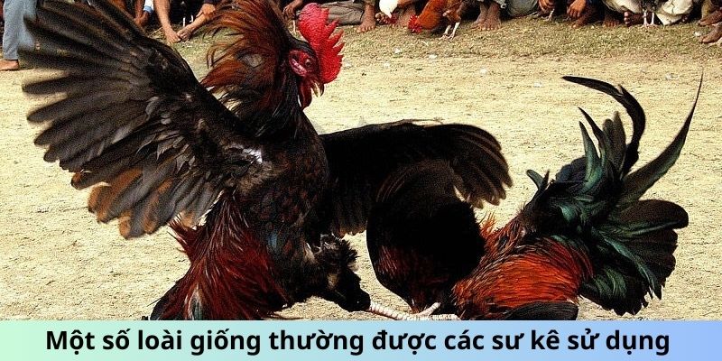 Một số loài giống thường được các sư kê sử dụng tại 99OK